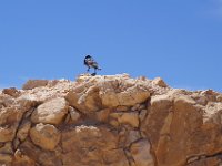 Voyages Laurence - ISRAEL - 097